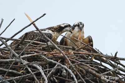 Ospreys (juveniles)