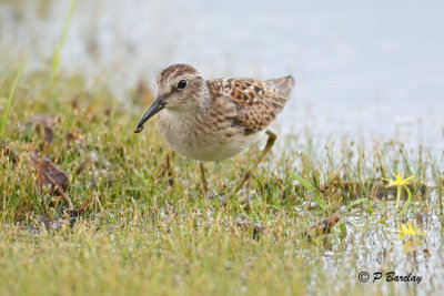 Least Sandpiper