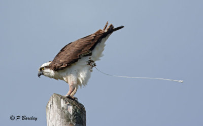 Osprey: SERIES (2 images)