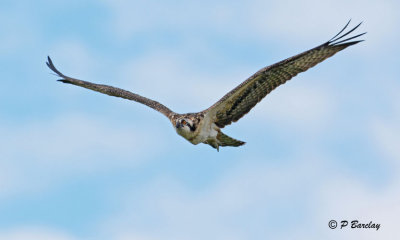 Osprey (juv)