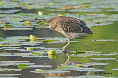 Black-crowned Night-Heron (juv)