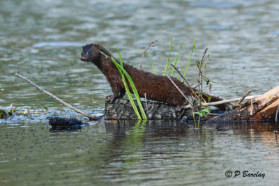 Mink