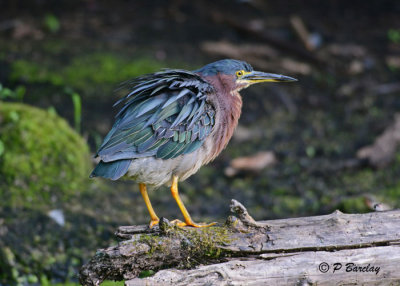 Green Heron