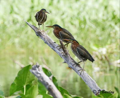 Green Herons: SERIES (2 images)
