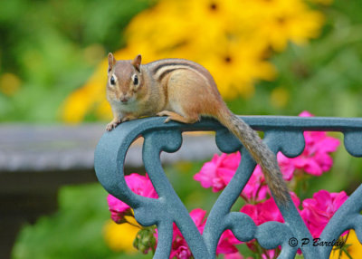 Chipmunk