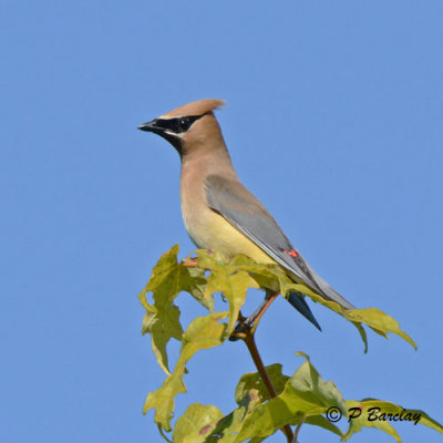 Cedar Waxwing