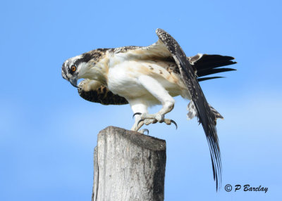 Osprey: SERIES (2 images)
