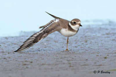 Semipalmated Plover