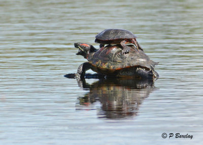 Red-eared Slider and Painted Turtle