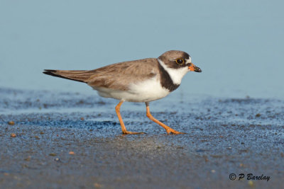 Semipalmated Plover: SERIES (2 images)