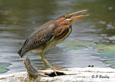 Green Heron (juv)