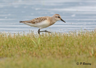 Semipalmated Sandpiper