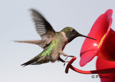 Ruby-throated Hummingbird (m): SERIES (3 images)