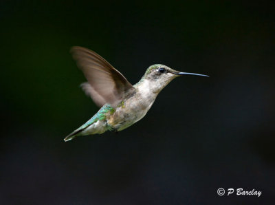 Ruby-throated Hummingbird (f)