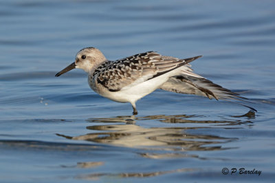 Sanderling