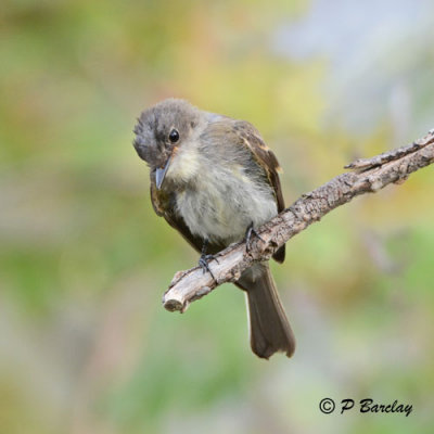 Eastern Phoebe (juv)