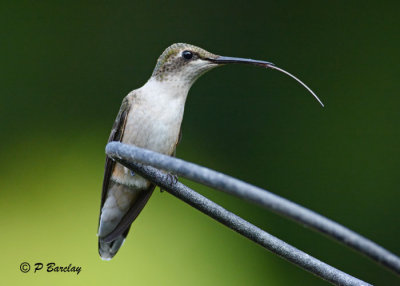 Ruby-throated Hummingbird (f)