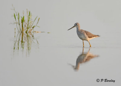 Greater Yellowlegs
