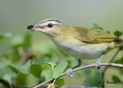 Red-eyed Vireo