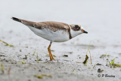 Semipalmated Plover