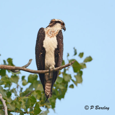 Osprey