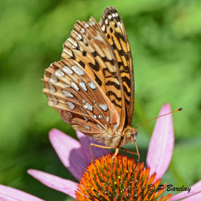 Great Spangled Fritillary