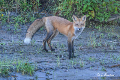 Red Fox:  SERIES: (2 images)