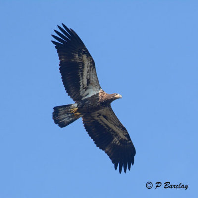 Bald Eagle (juv)