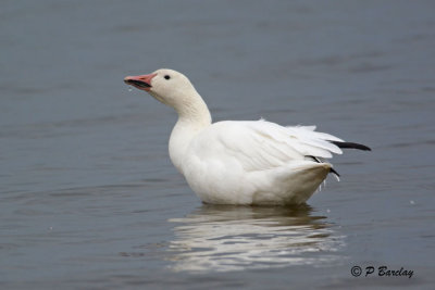 Snow Goose:  SERIES (3 images)