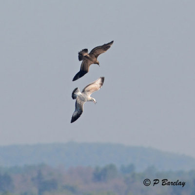 Parasitic Jaeger & Ring-billed Gull:  SERIES (2 images)