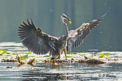 Great Blue Heron