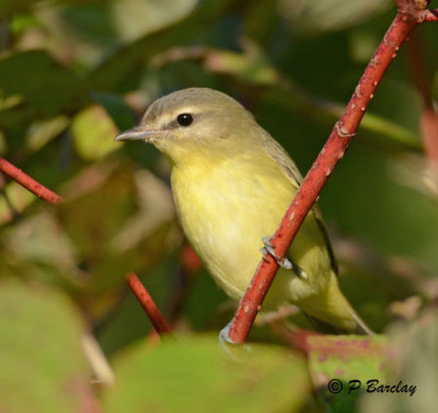 Philadelphia Vireo