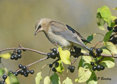 Cedar Waxwing (juv)