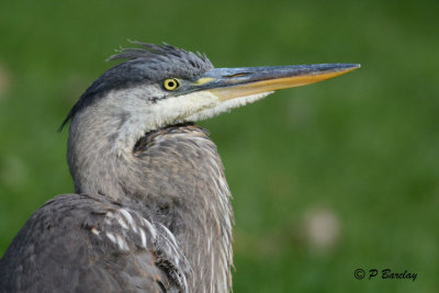 Great Blue Heron (juv)