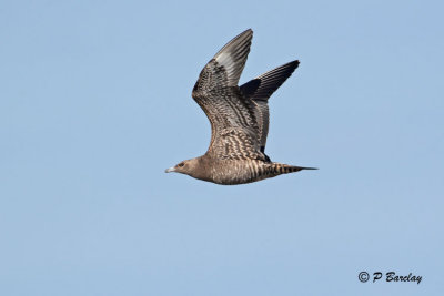 Parasitic Jaeger