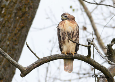 Red-tailed Hawk:  SERIES (2 images)