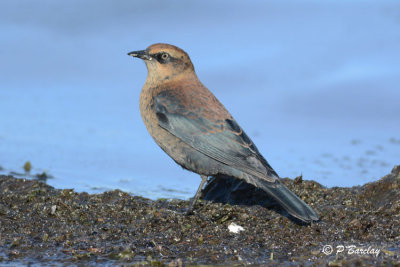 Rusty Blackbird:  SERIES (2 images)