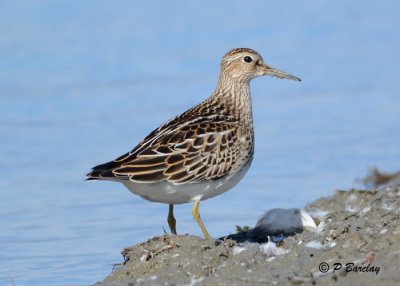 Pectoral Sandpiper:  SERIES (2 images)