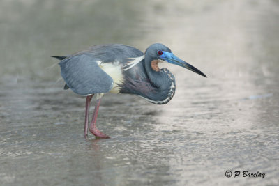 Tricoloured Heron: SERIES (2 images)