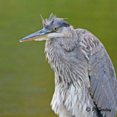 Great Blue Heron (juv)
