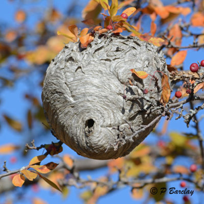 Wasps Nest
