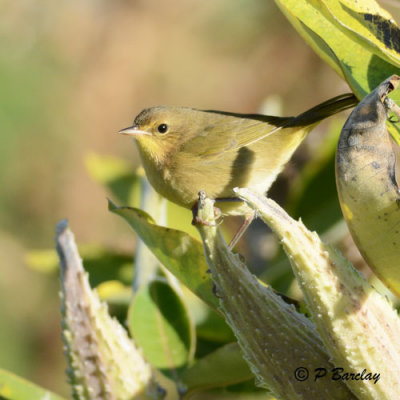 Common Yellowthroat (f)