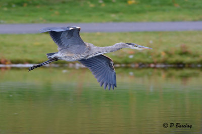 Great Blue Heron