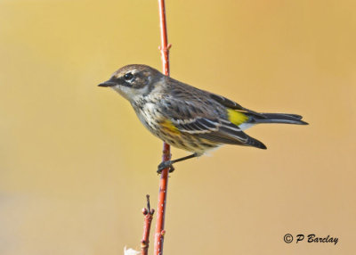 Yellow-rumped Warbler