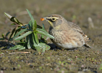 Horned Lark