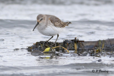 Dunlin: SERIES (2 images)