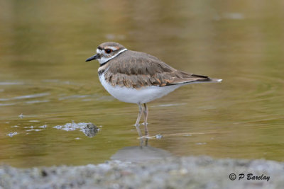Killdeer