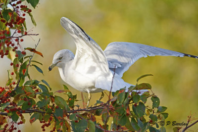 Ring-billed Gull