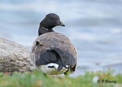 Brant