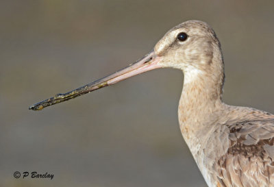 Hudsonian Godwit